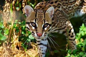 Оцелот - карликовий леопард з квадратною центральною та південною америкою Оцелот - карликовий леопард з квадратною центральною та південною америкою